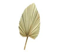 MOTHNUR Feuille de Palmier Séchée Naturelle Grosse, Décoration Murale Feuilles Vert Olive, Plante Séchée pour Mariage et Fête, Décor Tropical Élégant, Accessoire Déco Solide