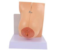 MOTHNUR Modèle Anatomique Sein Femme et Réaliste pour Enseignement Médical Détails Précis Usage Éducatif Laboratoire et Formation Infirmière