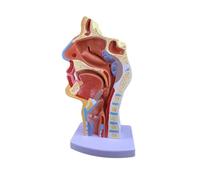 MotiveTech Anatomie de La Tête, Modèle Anatomique de La Cavité Nasale et de La chez L'humain