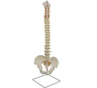 MotiveTech Modèle Colonne Vertébrale avec Bassin Pédagogique Modèle Colonne Vertébrale avec Support Stable pour Étudiants en Mécine, Laboratoire