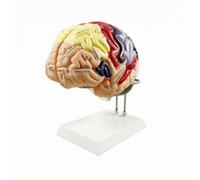 MotiveTech Modèle du Cerveau Socle d’Affichage Coloré, Modèle Anatomique du Cerveau Socle, Fonctionnel, pr Laboratoire Scolaire, Étudiants