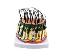 MotiveTech Modèle Structure la Peau sur Socle Modèle Croissance s Cheveux Didactique Maquette Coupe Peau pour Enseignants, Écoles