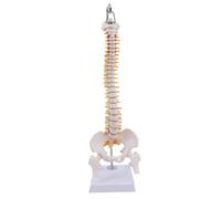 MotiveTech Réplique Colonne Vertébrale Humaine | Pratique, Modèle Colonne Vertébrale Suspendue sur Pied Métallique, Stable, Maqute Rachis Base D'n, Style C