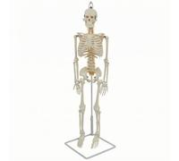 MotiveTech Squelette Anatomique Humain Modèle Éducatif Maquette Figurine Description Claire Du Thorax Rachis Pelvis Bras et Jambes en PVC avec Support Stable