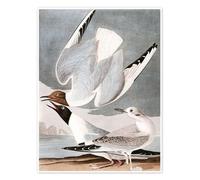 Mouettes Poster de John James Audubon 13 x 18 cm Gris Tableaux Décoration murale