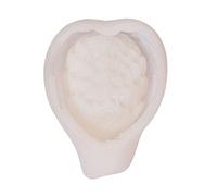 Moule en silicone pour la fabrication de moules à fruits en résine et plumes d'ailes en cristal