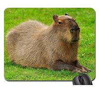 Mouse Pad, Capybara Rongeur Cobaye Espèce De Rongeur Mignon Tapis De Souris Gamer Antidérapante Mousepad Stable Tapis De Gaming pour Jeux Souris Professionnels 25X30Cm