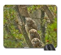 Mouse Pad, Grands-Ducs D'Amérique Mère Owlets Bébés Oiseaux Tapis De Souris De Jeu Antidérapante Tapis De Souris Optimisé Souris De Bureau Pour Professionnels Ordinateur Jeux 25X30Cm