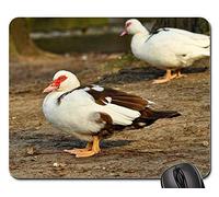 Mousepad, Canard De Barbarie Canard Animal Oiseau Oiseau d'eau Tapis Souris Antidérapante Mouse Pad Bords Cousus Tapis De Gaming pour Pc Professionnels Souris 25X30Cm