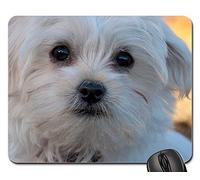 Mousepad, Chien Chiot Jeune Chien Maltais Blanc Petit Doux Gamer Mouse Pad Antidérapante Tapis De Souris Gamer Moderne Souris De Bureau pour Jeux Ordinateur Souris 25X30Cm