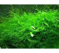 Mousse de Java - Vesicularia dubyana - Taxiphyllum barbieri - (4 x 6 cm) - Plante d'aquarium vivante