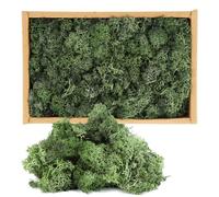 Mousse décorative islandaise verte, 250 g de mousse naturelle, mousse préservée verte, mousse islandaise pour peinture en mousse, décoration de Noël