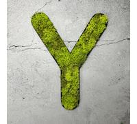 Mousse d'Islande - lettre Y/vert vif