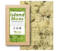 Mousse d'Islande pour le bricolage, 100 g de mousse véritable préservée, kit de mousse décorative préservée, décoration de Pâques, mousse islandaise, mur de mousse, décoration pour terrarium Moss