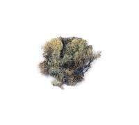 Mousse d'Islande - Rayher - Mini jardin - Nature - 30g - Réaliste pour jardins miniatures