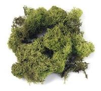 Mousse d'islande vert clair 1 kg - rayher Vert G