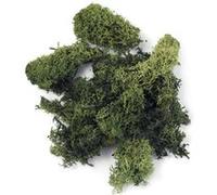 Mousse d'islande vert foncé 1 kg - rayher Vert G