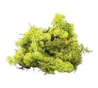 mousse lichen islande nature 150g vert - 5IJS150LG Vert G