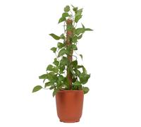 Mousse pliable en fibre de coco naturelle pour , support de de 90 cm, 4 tailles de support de en mousse naturelle, piquets de support pour pour la maison, à