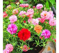 Mousse Rose couleur mélangée graines de fleurs 100 + ornementales Portulaca Grandiflora fleurs graines bonsaï graines pour bonsaï maison jardin balcon plantation