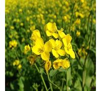 Moutarde Black Seeds (Brassica Nigra) 200 + Graines