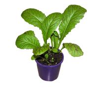 Moutarde Green 200 Graines