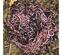 Moutta | 1 kg de vers de Compost | vers de Terre Vivants Eisenia, compostez Vos déchets organiques - pour lombricomposteur/composteur/Jardin/WormBox