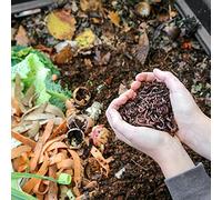 Moutta | 2kg de Vers de Compost | Vers de terre vivants Eisenia, introduisez/ajouter des vers dans votre jardin ou potager, reproduction très rapide