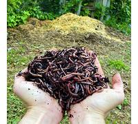 Moutta | 5kg de Vers de Compost | Vers de terre vivants Eisenia, introduisez/ajouter des vers dans votre jardin ou potager, reproduction très rapide