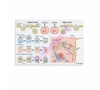Movement Guide Poster for College Bio Major Dorm Wall | Understand hypotonic hypertonic isotonic solutions and their effects on cell volume(Magnetic,08x12inch(20x30cm))