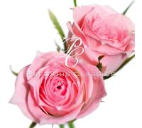 Mozart - Symphony No 40 & 41