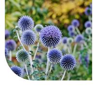 MRS Echinops Globe Ritro - 60 graines - Plante vivace - Fleurs bleu-gris en forme de boule - Très attrayante pour les bourdons et les abeilles