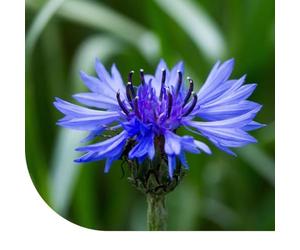 MRS Graines de bleuet - Centaurea cyanus - 300.000 graines - Fleurs bleues à violettes - Très faciles à semer et à entretenir