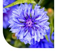 MRS Graines de bleuet ‘Frosted’ mixte - Centaurea cyanus - 5.500 graines - Fleurs bleues à violettes - Très faciles à semer et à entretenir