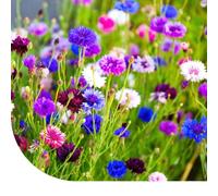 MRS Graines de bleuet ‘Polka dot’ mixte - Centaurea cyanus - 55.000 graines - Croissance compacte : 40 cm - Mélange de rose pâle, violet, bleu et bordeaux
