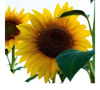 MRS Graines de Tournesol géant - 25 g - 250 graines - Helianthus Uniflorus Giganteus - Faciles à planter - Semences de haute qualité - Graines pour le jardin, potager et balcon extérieur