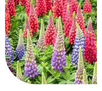 MRS Lupin - Lupinus Minarette mix - 500 graines - Hauteur de croissance : 50 cm - Attire les insectes - Il germe très rapidement