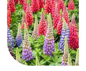 MRS Lupin - Lupinus Minarette mix - 500 graines - Hauteur de croissance : 50 cm - Attire les insectes - Il germe très rapidement