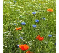 MRS Mélange de fleurs des champs (50 g pour 30 m²) - graines de fleurs annuelles et vivaces pour les abeilles et les papillons - très facile à semer