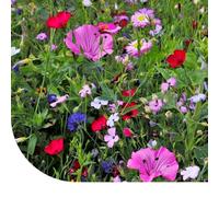 MRS Mélange de fleurs d'été - 250 g pour 125 m² - Fleurs de Jardin - Graines de prairie pour les abeilles et les papillons - Riches en nectar - Annuelles et vivaces - Set riche en variété