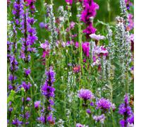 MRS Mélange de fleurs sauvages pourpres - 100 g pour 50 m² - 14 espèces de fleurs sauvages - Stimule la biodiversité - Idéal pour les bordures