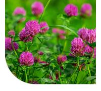 MRS Trèfle rouge, trèfle des prés - 1 kg pour 1.000 m² - Un bon fixateur d'azote : il enrichit le sol - S’adapte à tous types de sols - Résiste au piétinement - Favorise la biodiversité