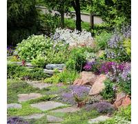 MRS Type M6 - Mélange de fleurs pour articulations fleuries - 250 g pour 500 m² - fleurs vivaces - attire les insectes utiles - stimule la biodiversité