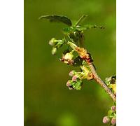 Msa Ribes Nigrum 50Ml