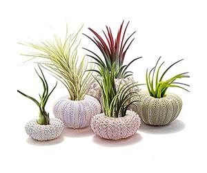 Msiud 5 Pack Conch Sea Shea Air Plant Uplers, Décoratif Tillandsia Succulent Affiche Container, Airplant Pot pour Gardening Home and Table Decors, Pas de Plantes (5-Piece Set)