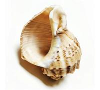 MTKSFDC Coquilles De Conch 10-12CM Grande Pierre Turban Coquillage Grandes Coquillages Turbo Naturels Coquilles De Crabe Ermite Conque Artisanat Collections De Spécimens