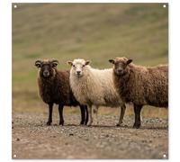 MuchoWow© Deco Jardin 100x100 cm Posters Décoratifs Extérieur Terrasse Mur Déco Appartement Affiche Exterieur Decoration Balcon Décoration Murale Mouton - Marron - Blanc - Chemin De Gravier