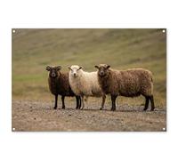 MuchoWow© Deco Jardin 120x80 cm Posters Décoratifs Extérieur Terrasse Mur Déco Appartement Affiche Exterieur Decoration Balcon Décoration Murale Mouton - Marron - Blanc - Chemin De Gravier