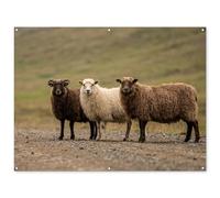 MuchoWow© Deco Jardin 160x120 cm Posters Décoratifs Extérieur Terrasse Mur Déco Appartement Affiche Exterieur Decoration Balcon Décoration Murale Mouton - Marron - Blanc - Chemin De Gravier