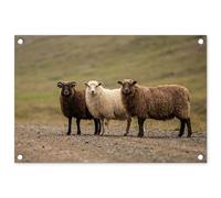 MuchoWow© Deco Jardin 60x40 cm Posters Décoratifs Extérieur Terrasse Mur Déco Appartement Affiche Exterieur Decoration Balcon Décoration Murale Mouton - Marron - Blanc - Chemin De Gravier